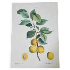 Planche botanique Prunier de JP Redouté