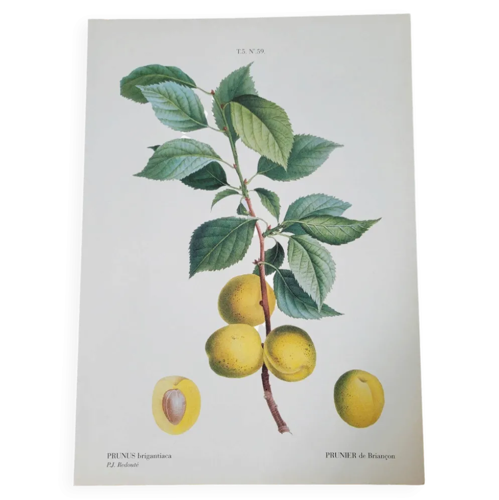 Planche botanique Prunier de JP Redouté