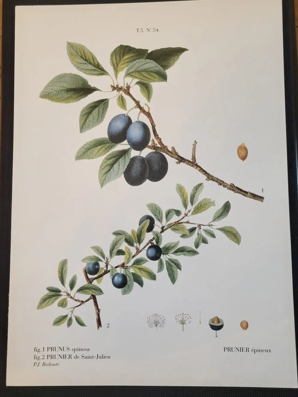 Planche botanique Prunier épineux de P.J. Redouté