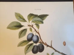 Planche botanique Prunier épineux de P.J. Redouté