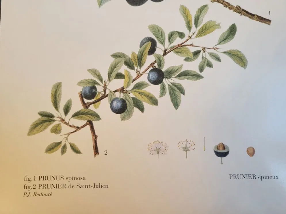 Planche botanique Prunier épineux de P.J. Redouté