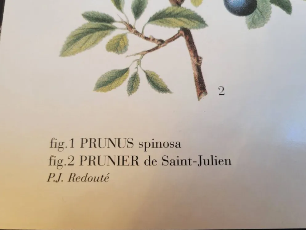Planche botanique Prunier épineux de P.J. Redouté