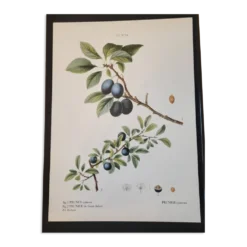 Planche botanique Prunier épineux de P.J. Redouté