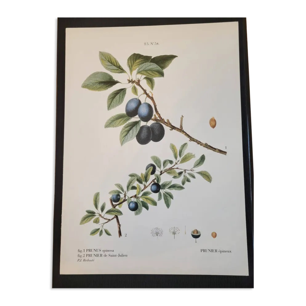 Planche botanique Prunier épineux de P.J. Redouté