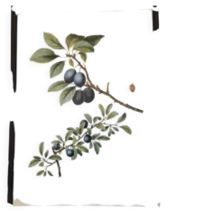 Planche botanique Prunier épineux de P.J. Redouté