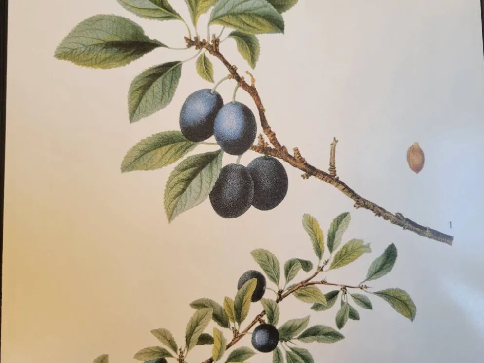Planche botanique Prunier épineux de P.J. Redouté