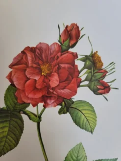 Planche botanique Rosier de Francfort, P.J Redouté 1960