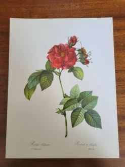Planche botanique Rosier de Francfort, P.J Redouté 1960