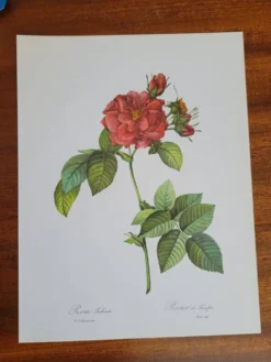 Planche botanique Rosier de Francfort, P.J Redouté 1960
