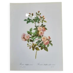 Planche botanique Rosier Multiflore, P. J Redouté