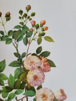 Planche botanique Rosier Multiflore, P. J Redouté