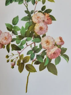 Planche botanique Rosier Multiflore, P. J Redouté