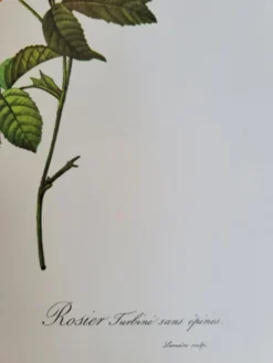 Planche botanique Rosier Turbuné , P.J. Redouté 1960