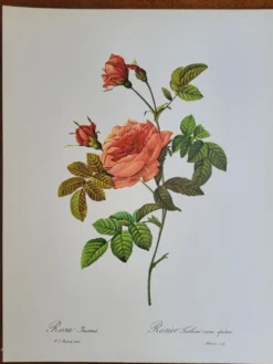 Planche botanique Rosier Turbuné , P.J. Redouté 1960
