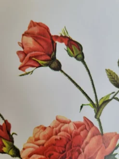 Planche botanique Rosier Turbuné , P.J. Redouté 1960