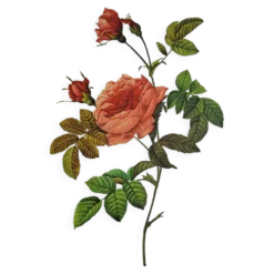 Planche botanique Rosier Turbuné , P.J. Redouté 1960
