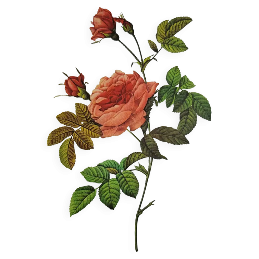 Planche botanique Rosier Turbuné , P.J. Redouté 1960