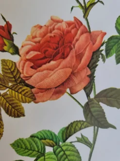Planche botanique Rosier Turbuné , P.J. Redouté 1960