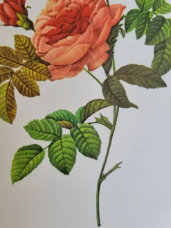 Planche botanique Rosier Turbuné , P.J. Redouté 1960