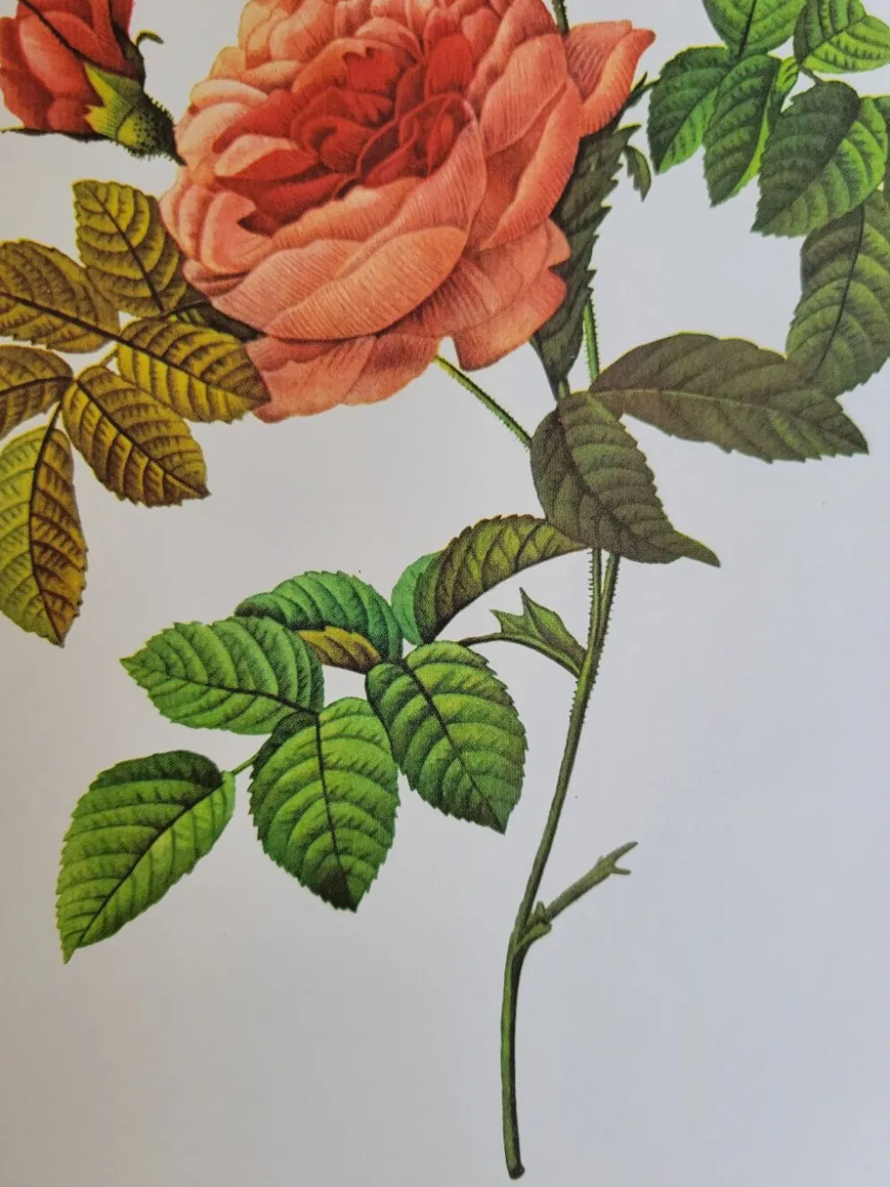 Planche botanique Rosier Turbuné , P.J. Redouté 1960