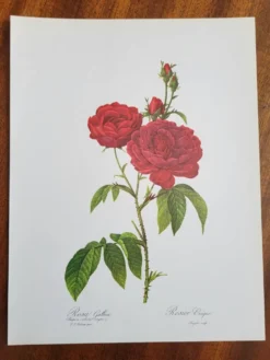 Planche botanique Rosier Évêque P. J Redouté 1960