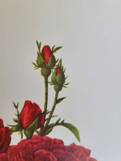 Planche botanique Rosier Évêque P. J Redouté 1960