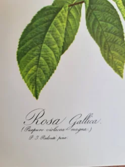 Planche botanique Rosier Évêque P. J Redouté 1960