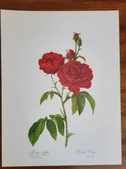 Planche botanique Rosier Évêque P. J Redouté 1960
