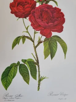 Planche botanique Rosier Évêque P. J Redouté 1960
