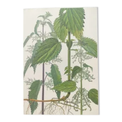 Planche botanique vintage de 1978 - Ortie dioïque - Gravure de "mauvaises herbes"