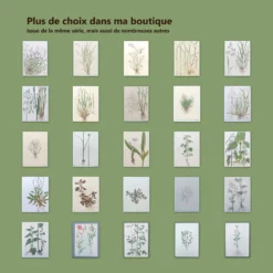 Planche botanique vintage de 1978 - Ortie dioïque - Gravure de 