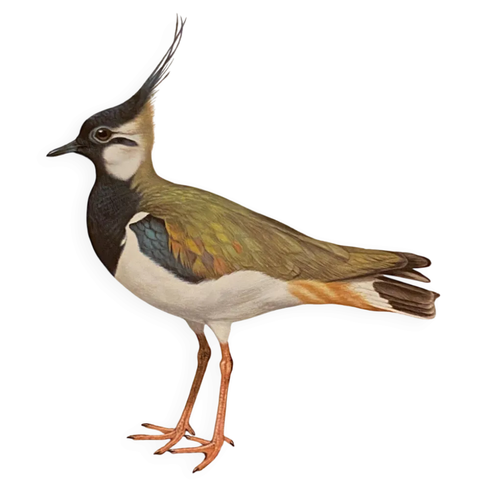 Planche / Illustration ornithologique ancienne – Vanneau huppé (oiseau)