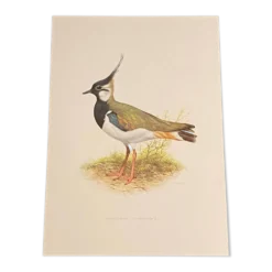 Planche / Illustration ornithologique ancienne – Vanneau huppé (oiseau)