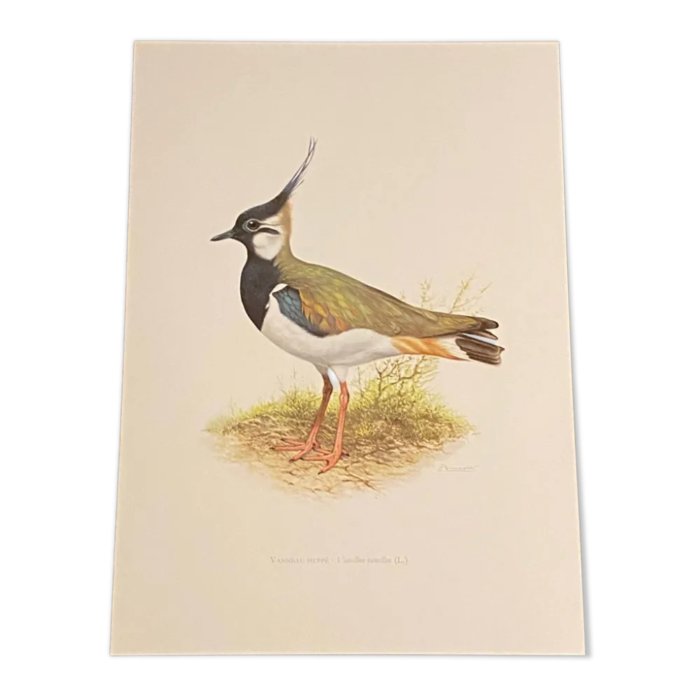 Planche / Illustration ornithologique ancienne – Vanneau huppé (oiseau)