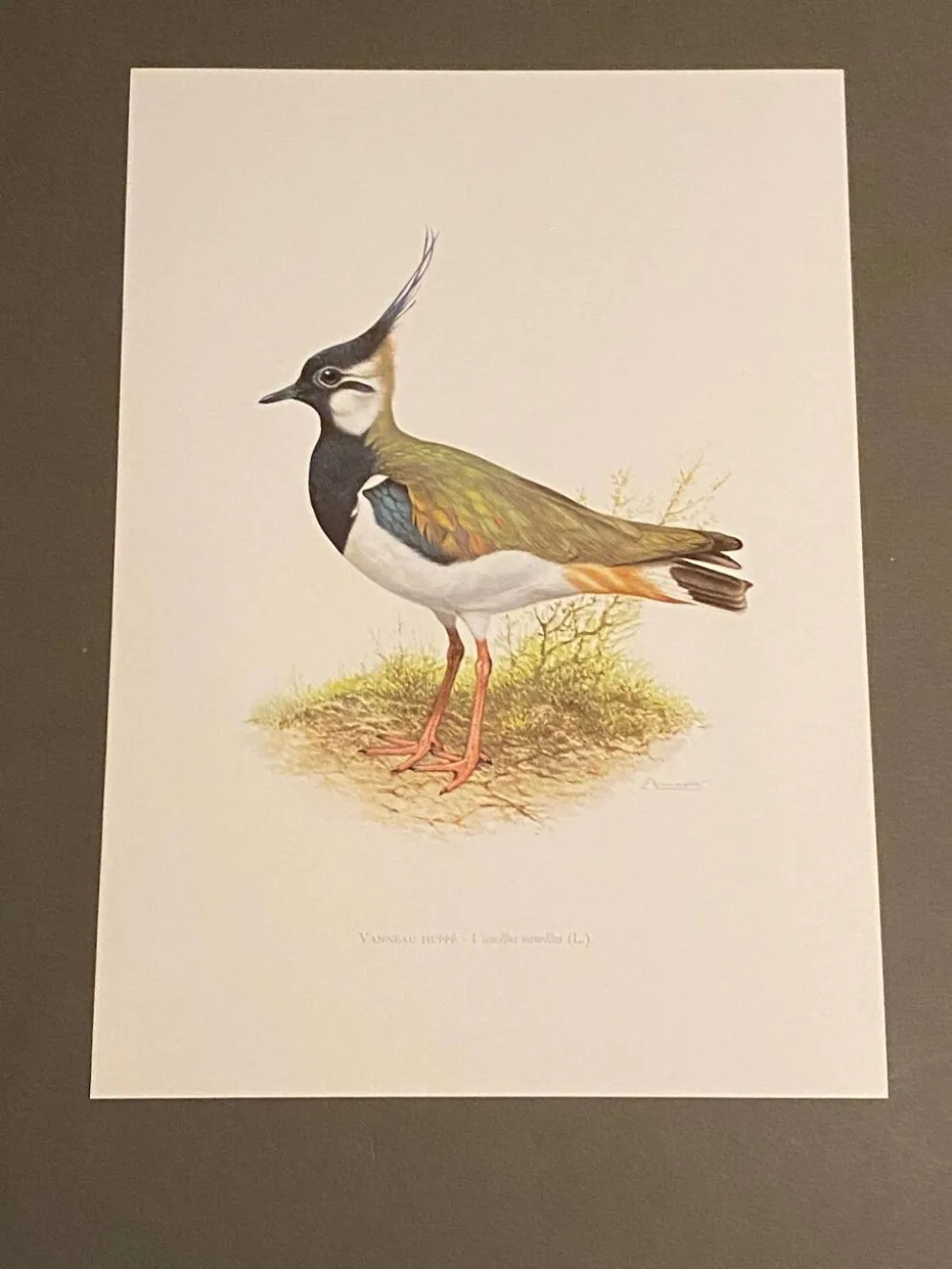 Planche / Illustration ornithologique ancienne – Vanneau huppé (oiseau)