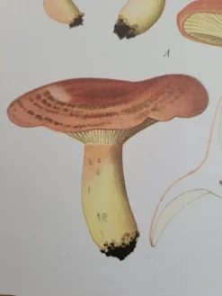 Planche lithographique champignon Lactaure , 1960