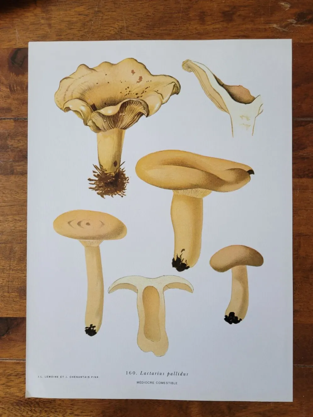 Planche lithographique champignon Lactaire, 1960
