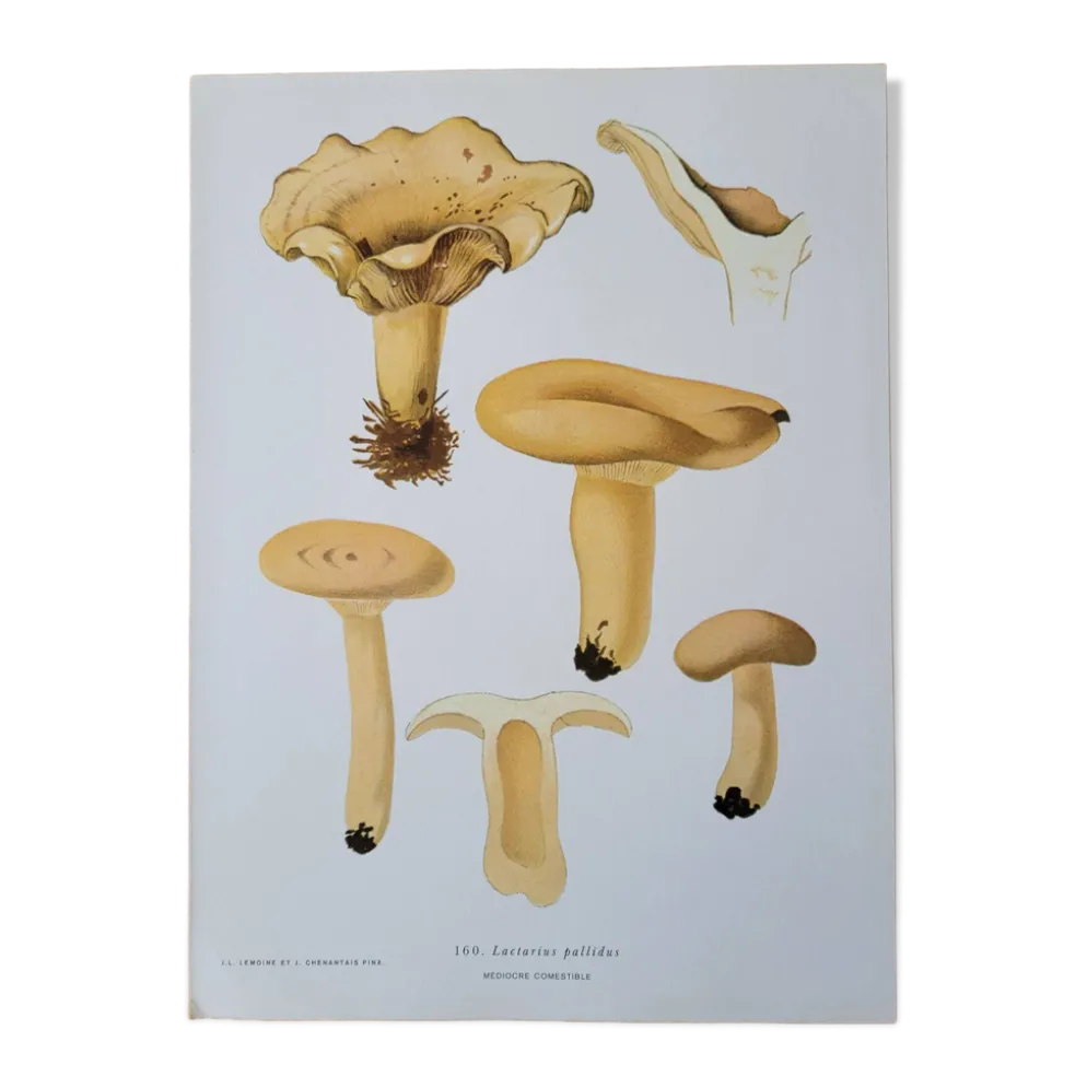Planche lithographique champignon Lactaire, 1960