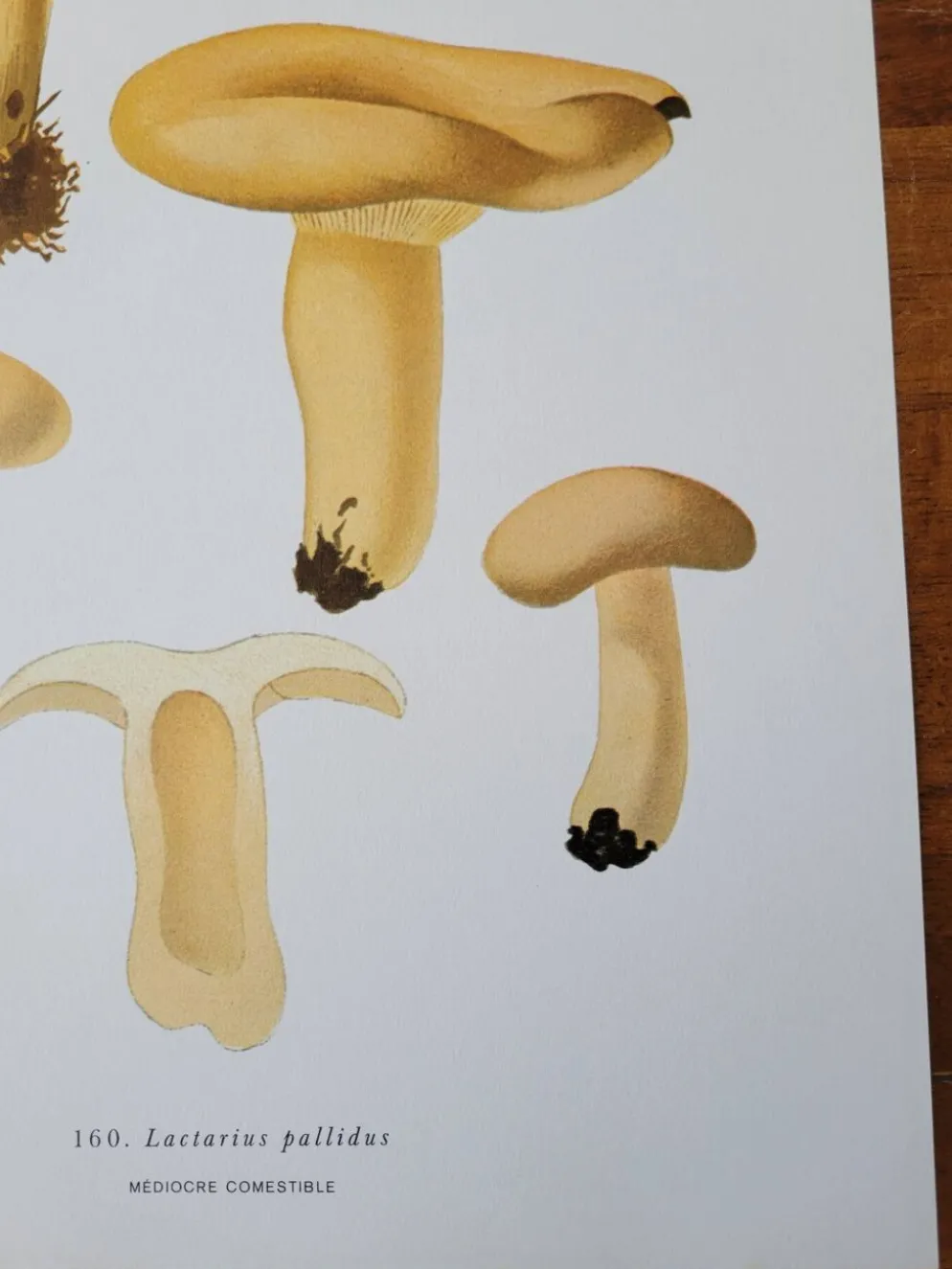 Planche lithographique champignon Lactaire, 1960