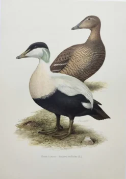 Planche oiseaux Années 60 - Eider à duvet - Illustration ornithologique vintage