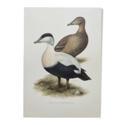 Planche oiseaux Années 60 - Eider à duvet - Illustration ornithologique vintage
