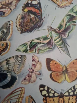 Planche originale, Papillons d'Europe