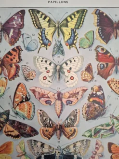 Planche originale, Papillons d'Europe
