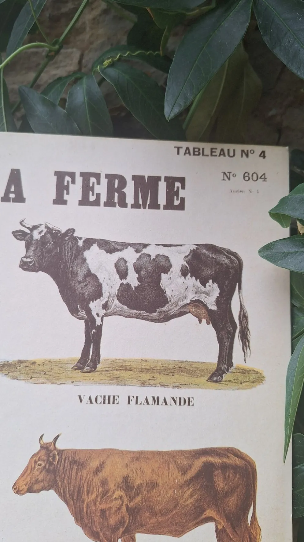 Planche pédagogique