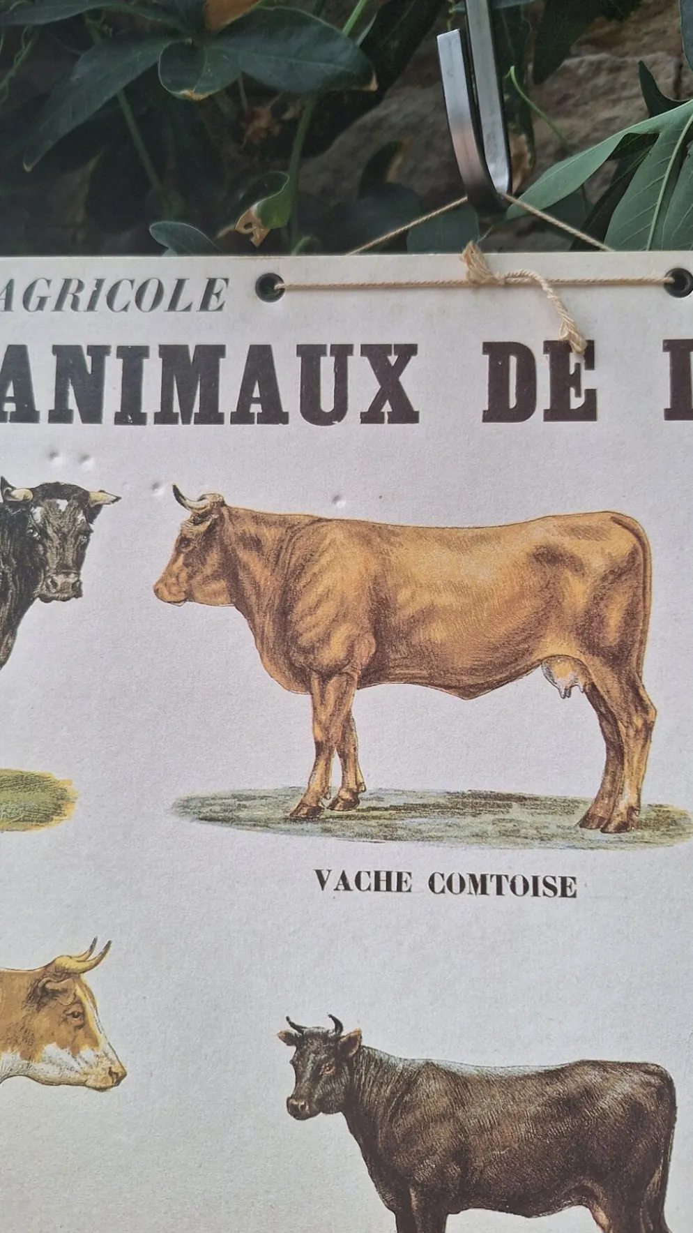 Planche pédagogique