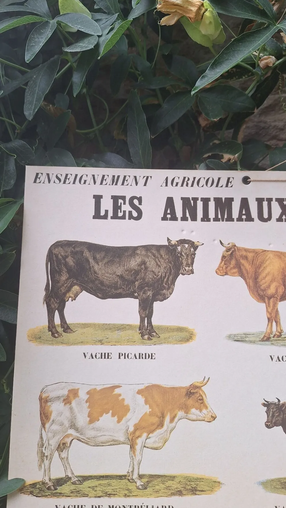 Planche pédagogique