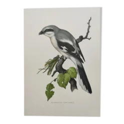 Planche vintage oiseaux Années 60 - Pie-Grieche Grise - Illustration ornithologique