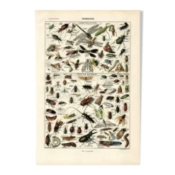 Planche Zoologique ancienne de 1923 - Insectes par A. Millot - Gravure