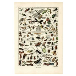 Planche Zoologique ancienne de 1923 - Insectes par A. Millot - Gravure