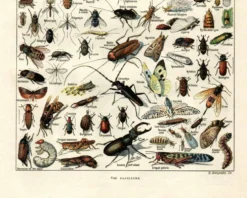 Planche Zoologique ancienne de 1923 - Insectes par A. Millot - Gravure